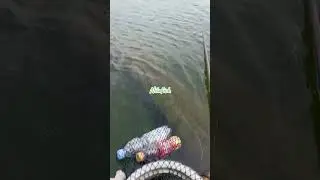 Mancing ikan bandeng#NILAFISH #mancingnyobok  #mancingikanbandeng