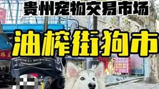 贵州宠物交易市场—油榨街狗市 #狗狗 #贵阳狗市 每周六我们都会带大家看不一样的贵州地区狗市，阿拉斯加这玩意长大一百多斤 冬天下雪可以在南方带去拉雪橇🛷了！#阿拉斯加 #萌宠推荐官 #人与动物...