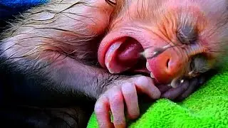 Love Monkey baby. #monkey #1million #monkeys #animals #babymonky #funnyvideo