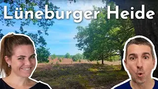 Heidebl&uuml;te in der L&uuml;neburger Heide - Ein gem&uuml;tlicher Spaziergang