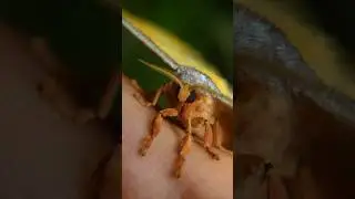 🦋La METAMORFOSI delle FALENE