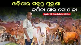 Odisha&rsquo;s Oldest Kapila Gir Gaushala | Ancient Cow Conservation & Desi Breed Farming | Krushak sathi 