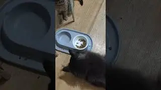 Ленивый кот,ест лёжа 😹 #cat #cats #shorts #short #shortvideo #shortsvideo #shortsfeed #youtubeshorts