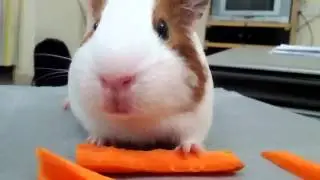 I got a guinea pig, whos got experiments.
