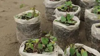 Creeping fig /ficus pumila/wall creeper-  propagation, outdoor wall decor/green creeper on walls