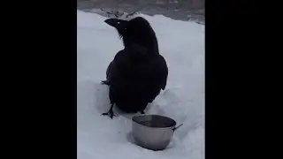 My raven friend Lamar gets a drink