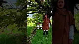 Save Our Trees: The Fight to Protect the Algerian Oak 🌳 #shorts