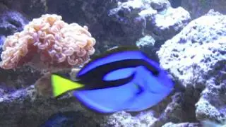 mr who's fishy crew