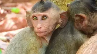 Orphan baby Dustin he nervous and screamed loud after big monkey came to sinned him