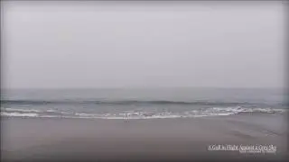 DREAMY PIANO MUSIC: A Gull in Flight Against A Grey Sky