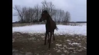 Ganima - SK Olszany