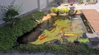 Lago Ornamental, Jardim Japon&ecirc;s - Carpas e outras variedades de peixes