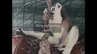 Ringtail Lemur Behavior Study