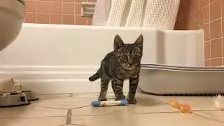 SmartyKat Fish Flop Crinkle Catnip Cat Toys Review | Great for Kittens