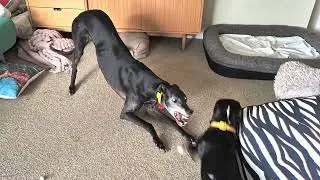 The dance of a greyhound 