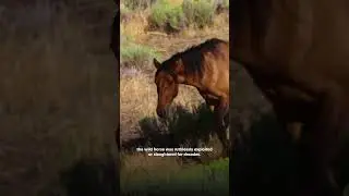The history of WILD HORSES! #EarthX #Shorts