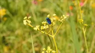 ムビる13716 オオセイボウ ooseibou