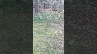 Male Northern Cardinal in our backyard #5! #Cardinal #bird #showy #red #iconic #shorts