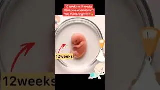 10 weeks to 14 fetus development don't miss end baby growth |#baby #pregnancy #viral