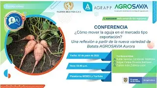 &iquest;C&oacute;mo mover la aguja en el mercado tipo exportaci&oacute;n? Batata AGROSAVIA Aurora
