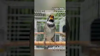 Coleiro tu&iacute; tu&iacute; puro canto tu&iacute; tu&iacute; #coleirotuitui #coleirotuituipuro #coleiratuitui