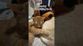 #cats #cat #catlovers #shorts #short #fyp #foryou #trending #trendingshorts #catvideos #catshorts