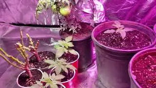 Indoor Cannabis Grow White Widow Autoflower crop king seeds Winter 2019