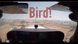 Bird Strike - Near Miss!