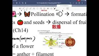 DSE BIO Key concept Ch 12 part 4 sexual reproduction in flowering plants 整體觀