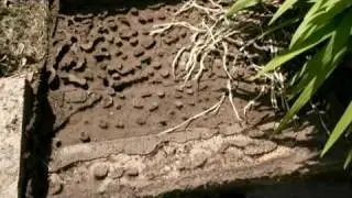 Clearing Ants