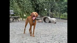 Diggidy Dawgs of Degraw: Episode 3 - Twigs n' Sh*t
