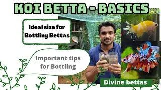 Koi Betta - Basics/Genetics|Tips for Bottling Bettas|ബെറ്റാ ബോട്ടിലിംഗ് ശ്രദ്ധിക്കേണ്ട കാര്യങ്ങൾ