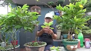 CHĂM MAI VÀNG THÁNG 11AL - HÃM CÂY NỞ HOA SỚM - K.ÍCH CÂY LƯỜI KẾT NỤ .