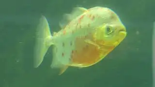 Myloplus rubripinnis (M&uuml;ller & Troschel, 1844)