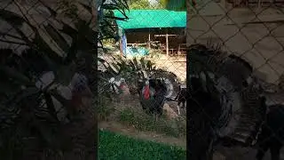 #funnyvedioviralvedio#shortvedio #renzonvlog #Pabo#youtubeshorts #viral#fypシ゚viral#funnyvedio