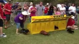 Disabled Dog at Wiener Nationals Dog Race