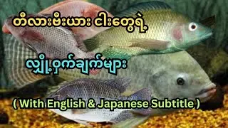 What are the interesting facts and secrets of Tilapia fish?