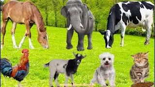 Farm Animal Life: Chicken, Dog, Cat, Duck, Rabbit, Horse, Cow, Sheep &ndash; Animal Sounds