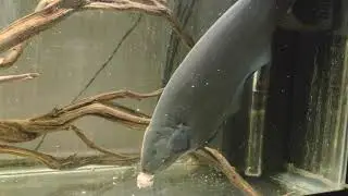 Black Ghost. Knifefish. Apteronotus albifrons