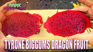 TYRONE BIGGUMS DRAGON FRUIT TASTE and REVIEW / COATED with POWDER / LEO MANUEL HYBRID