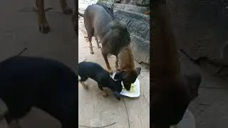 lovely poor dogs family 🐕 🐶  are hungry  and so friendly #pets #short #dog