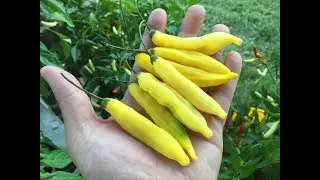Что это за перец, эпизод 50 - Aji Limo (жёлтый)