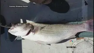 Claytor Lake sees largest fish kill in years