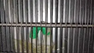 سر مهم جدا يجعل الثلاجة كريازى لا تبرد من الاسفل ويوقف التجميد فى ديب فريزر كريازى