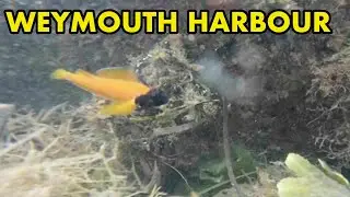 Weymouth Harbour Underwater