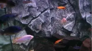 Malawi Cichlids Tank 450L with new 3D background