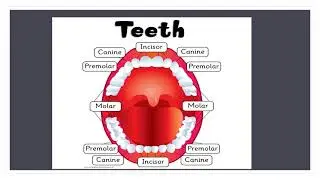 Structure of Tooth |Tooth anatomy |Biology| Real Knowledge is Power