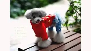 v&ecirc;tement chien et chat manteau veste capuche coton souple hiver doux couleur rouge taille M