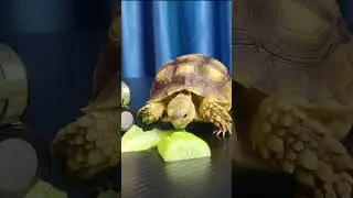 ASMR MUKBANG TURTLE TORTOISE EATING FOOD 먹방 🐢🍔 3 #asmr