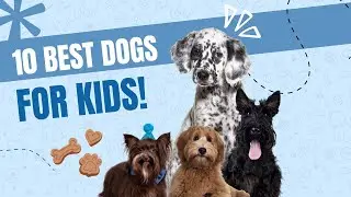 Top 10 Dogs for Kids